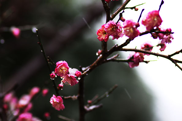 [Peach blossoms & snow]