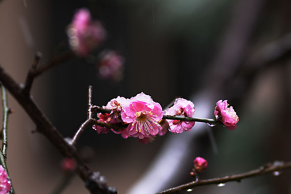[Peach blossoms & snow]