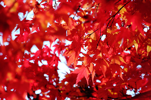 [Autumn colors]