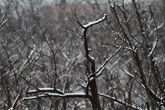[Snow & Woods]