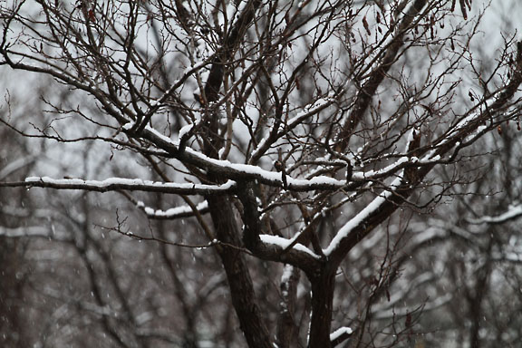 [Snow & Woods]
