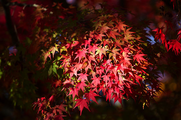 [Red Leaves]