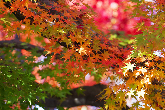 [Many color Leaves]