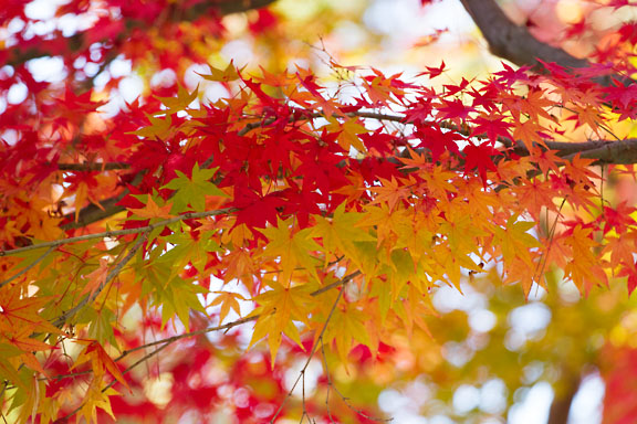 [Red&Yellow Leaves]