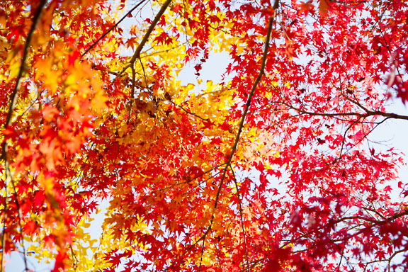 [Red&Yellow Leaves]