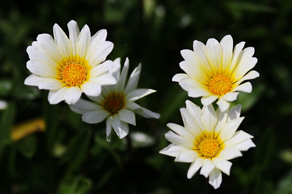 [Spring Flowers]