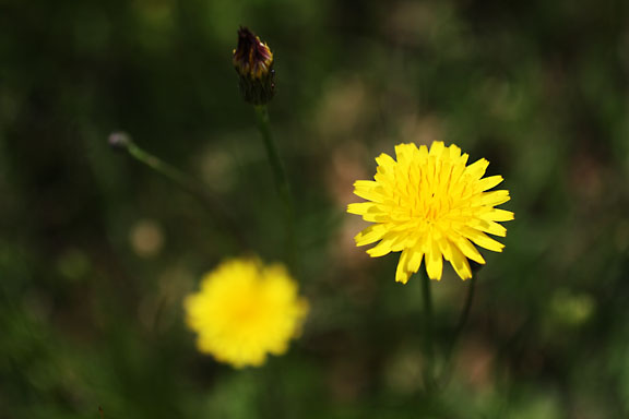 [Spring Flowers]