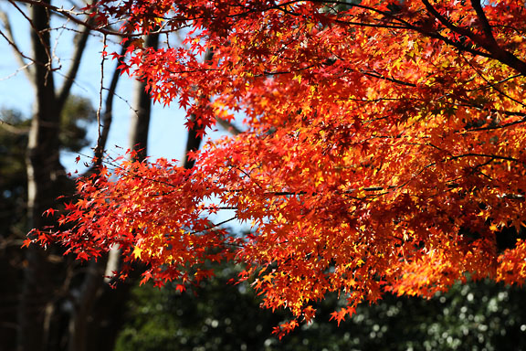 [Red leaves]