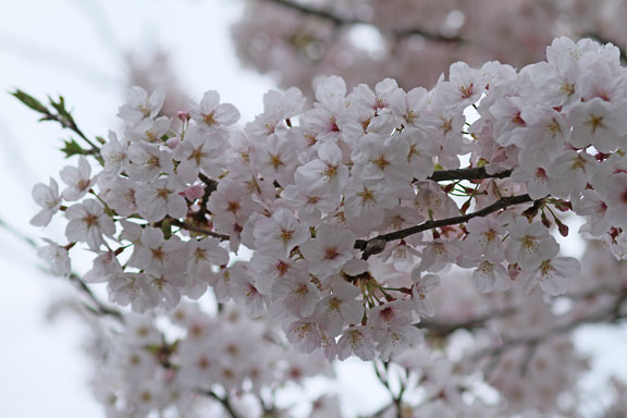 [Sakura]