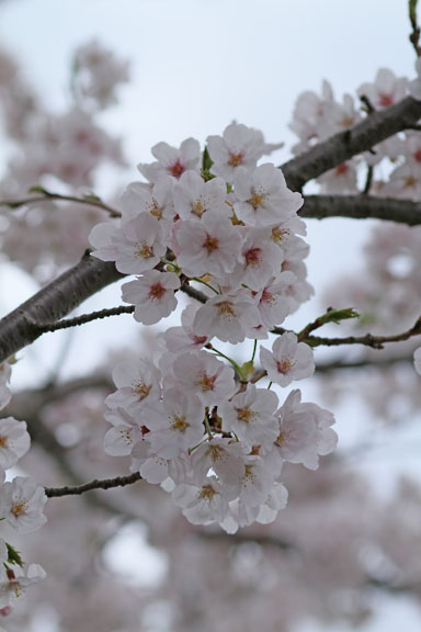 [Sakura]