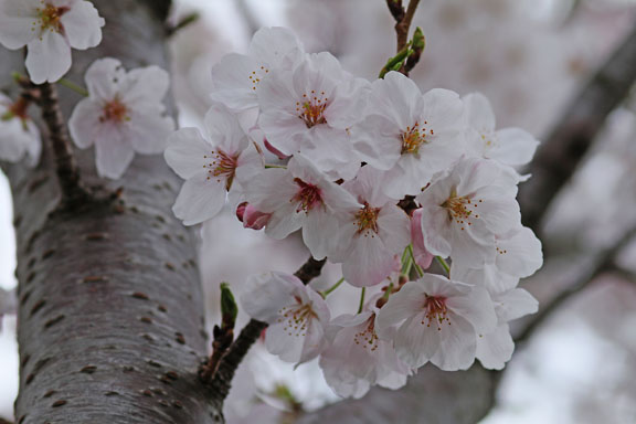 [Sakura]