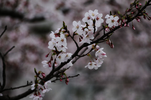 [Sakura]