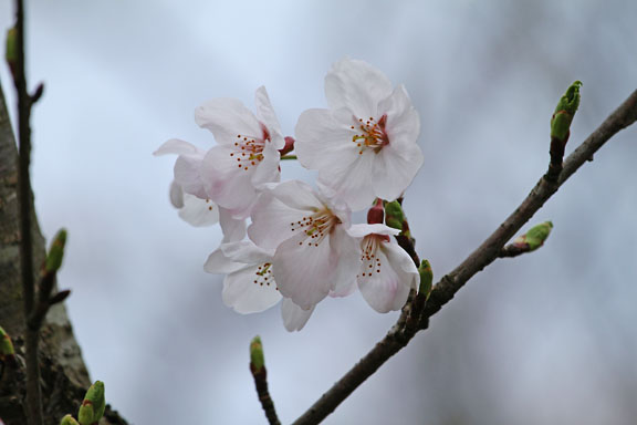 [Sakura]