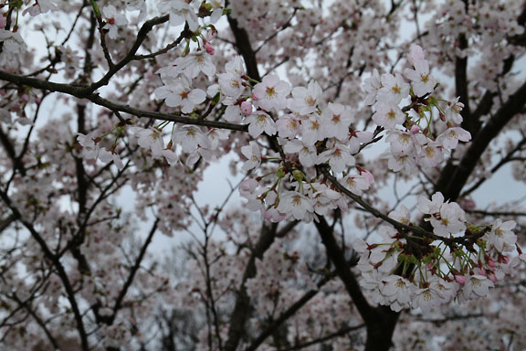 [Sakura]