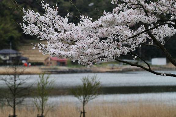 [Sakura]