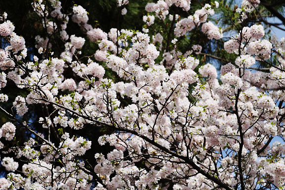 [Sakura]