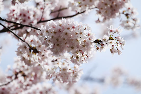 [Sakura]