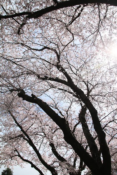 [Sakura]