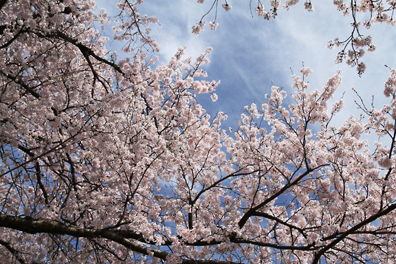 [Sakura]