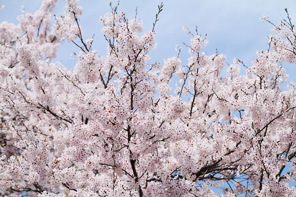 [Sakura]