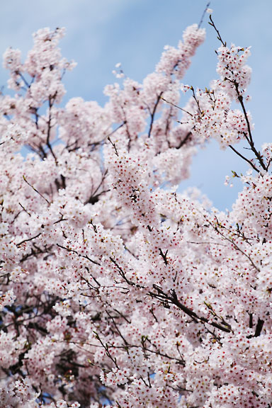 [Sakura]