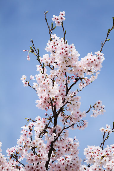 [Sakura]