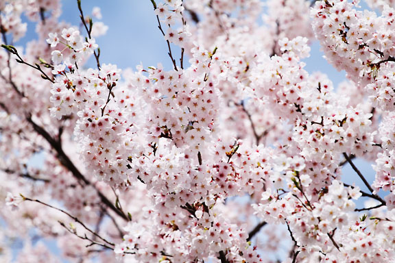 [Sakura]