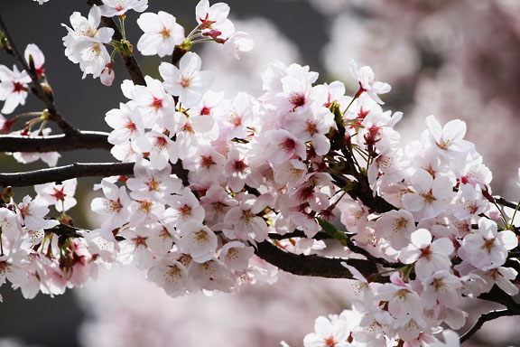 [Sakura]