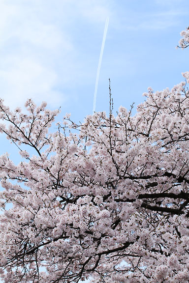 [Sakura]