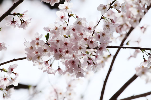 [Sakura]