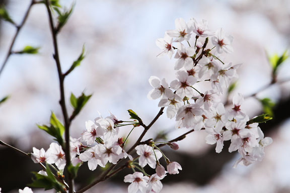 [Sakura]