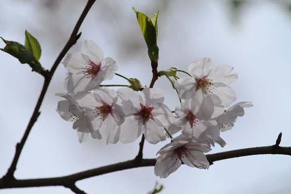 [Sakura]