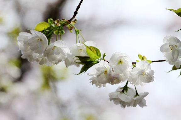 [Sakura]