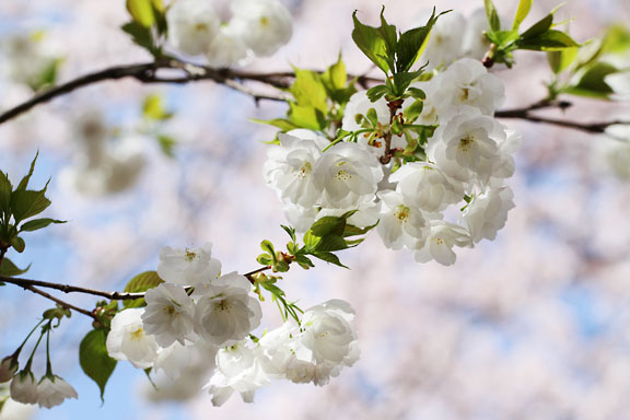 [Sakura]