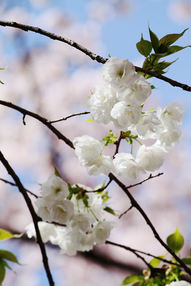 [Sakura]