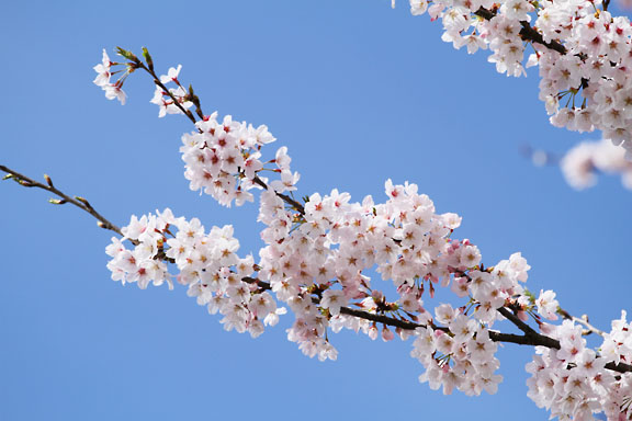 [Sakura]