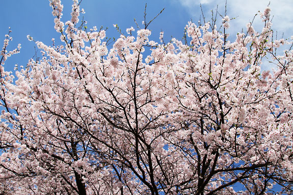 [Sakura]