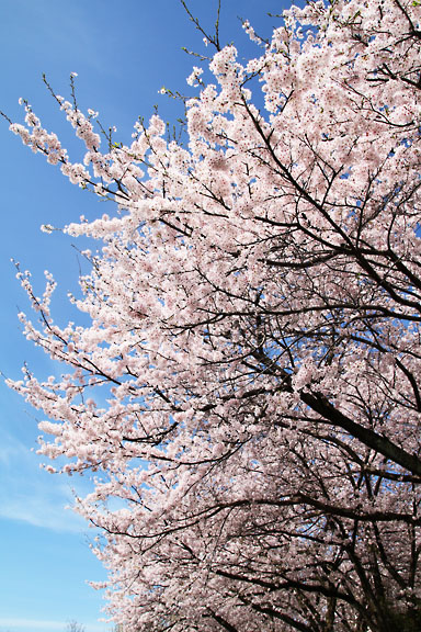 [Sakura]