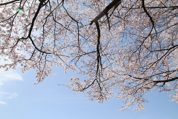 [Sakura]