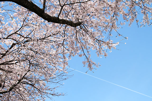 [Sakura]