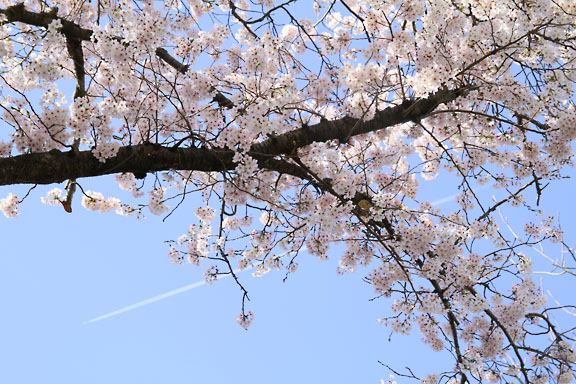 [Sakura]