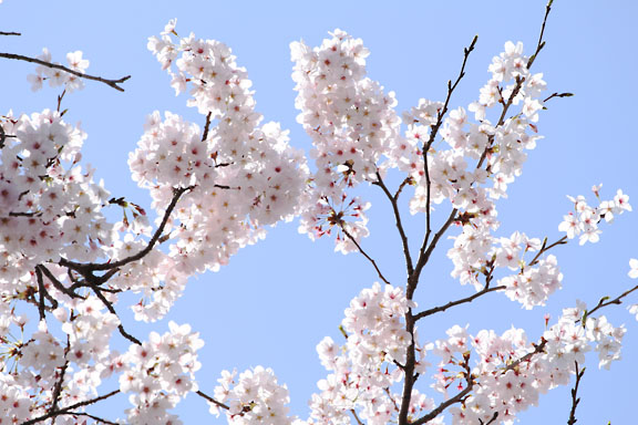 [Sakura]