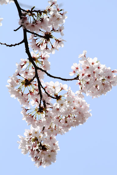 [Sakura]