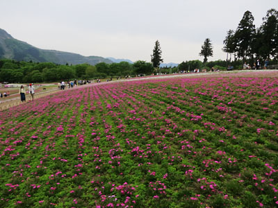 [Hitsujiyama-Park]