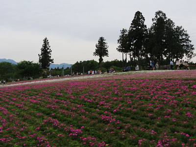 [Hitsujiyama-Park]