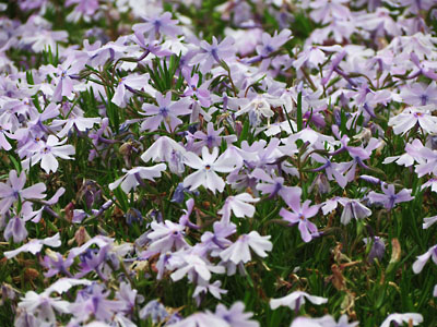 [Hitsujiyama-Park]