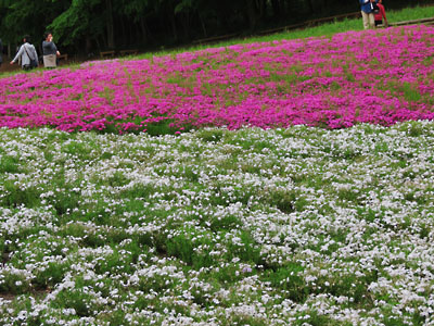 [Hitsujiyama-Park]