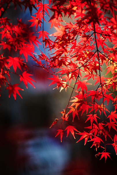 [Autumn colors]