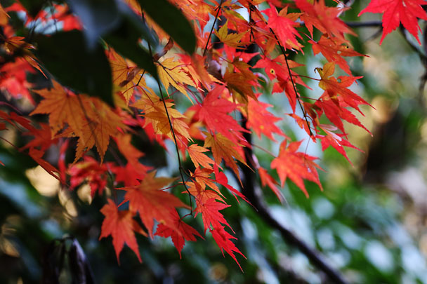 [Red/Yellow leaves]