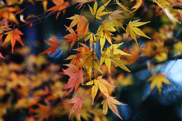 [Red/Yellow leaves]